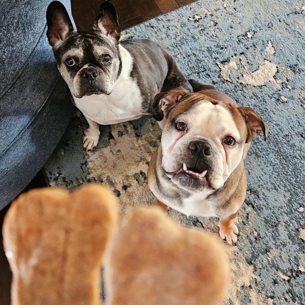 Homemade Pumpkin and Banana Dog Treat