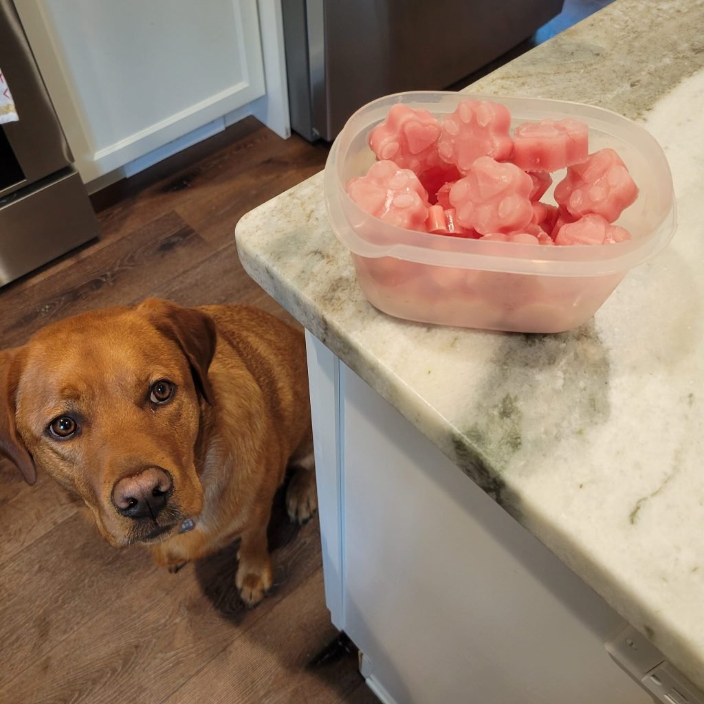 3-Ingredient Watermelon Blueberry Frozen Dog Treats Recipe